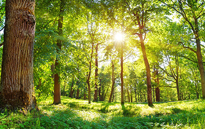 Sun peeking through trees in a forest near homes for sale in Colts Neck NJ