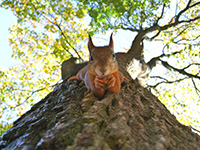 Squirrel eating a nut on the trunk of a tree cared for by professional tree service in Monmouth County