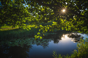 Sun shining over a lake through a tree depicting the tranquil life you can find when buying homes for sale in Colts Neck NJ