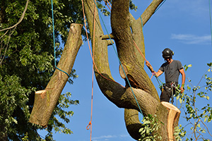 Professional performing tree service in Monmouth County; Tree climber in a tree removing large branches as part of tree removal process